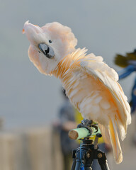 Moluccan Cockatoo bird standing on perch © Sanit