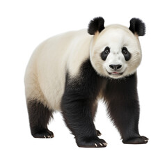 A panda bear standing in a minimalist setting