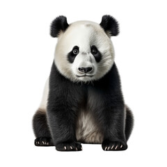Naklejka premium A panda bear sitting in black and white