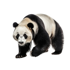 giant panda bear