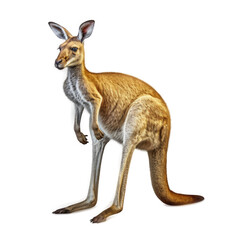 Kangaroo, Isolated On Transparent, PNG