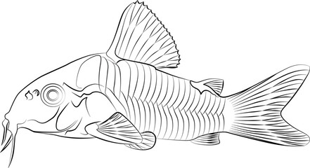 tank catfish Corydoras panda, panda catfish species of the family Callichthyidae aquarium fish contour lines hand drawn illustration