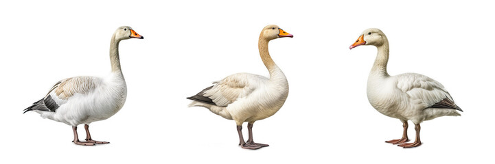 Goose, Isolated On Transparent, PNG