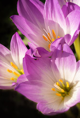 flowering beautiful white - violet crocuses at sunny autumn day. close up