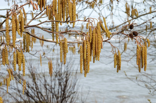 The trees bloomed in the spring. The earrings on the tree Birch and Alder.