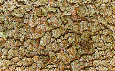 Bark of a tree. Textured background representing a surface of a beech trunk in an alpine forest.