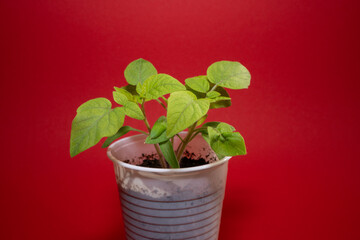 Small tomato seedlings in spring with red background 