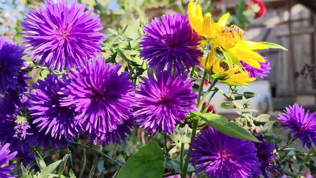 purple asters in a rustic garden close-up
