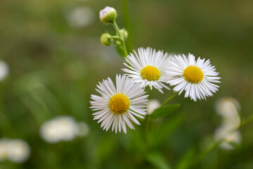 Wild daisy flowers. Close-up picture of white chamomile flowers.
