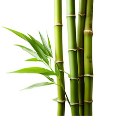 Fototapeta na wymiar A close-up of a vibrant green bamboo plant against a clean white background