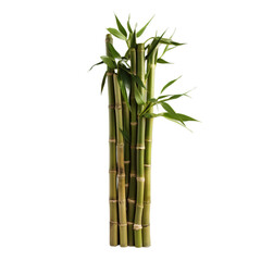 A tall bamboo plant sitting on top of a table