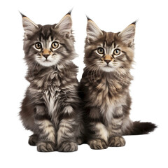 2 playful mainecoon kittens isolated