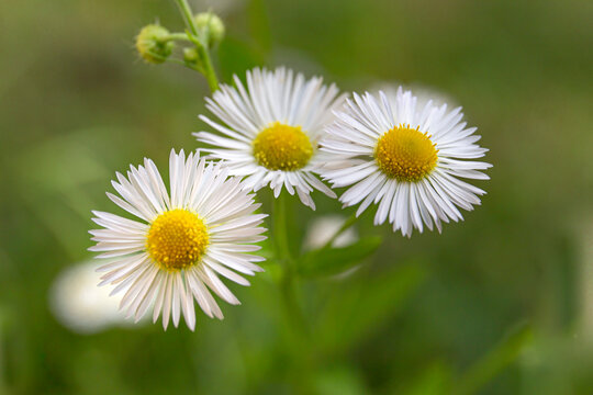 Wild daisy flowers. Close-up picture of white chamomile flowers.