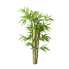 Fototapeta premium A tall bamboo plant with lush green leaves against a clean white background