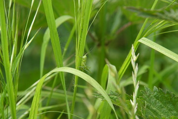 green grass background with green grasshopper