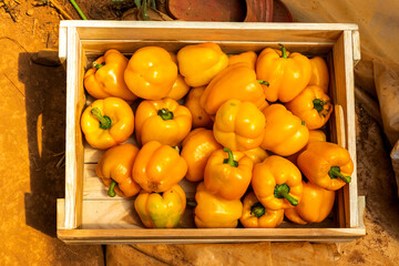 yellow sweet peppers. Pile Sweet peppers on a wooden background, Cooking vegetable salad . Colorful sweet bell peppers, natural background.