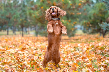 red dog of the American Cocker spaniel breed jumping in the afternoon on a walk in the park in autumn standing on its hind legs - obrazy, fototapety, plakaty