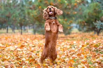 Foto op Plexiglas red dog of the American Cocker spaniel breed jumping in the afternoon on a walk in the park in autumn standing on its hind legs © Sofiia