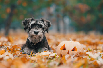 halloween pumpkin and miniature schnauzer dog lying in yellow autumn fallen leaves in the park - obrazy, fototapety, plakaty