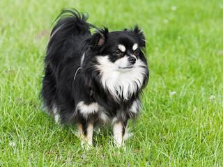 Long haired Chihuahua standing in a field with selective focus.