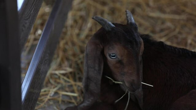 Black horned goat eats feed in the barn