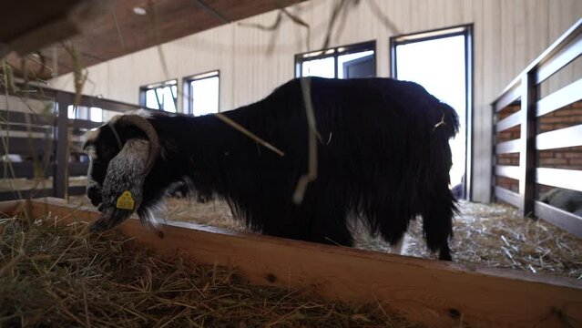 Black horned goat eats feed in the barn
