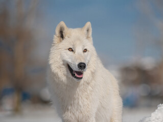 portrait of a polar wolf on a blurred background