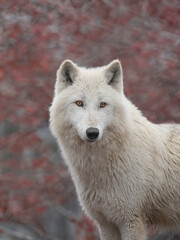Obraz premium Arctic wolf against the background of an autumn forest