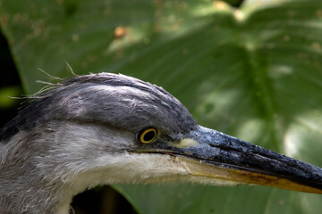 héron en gros plan