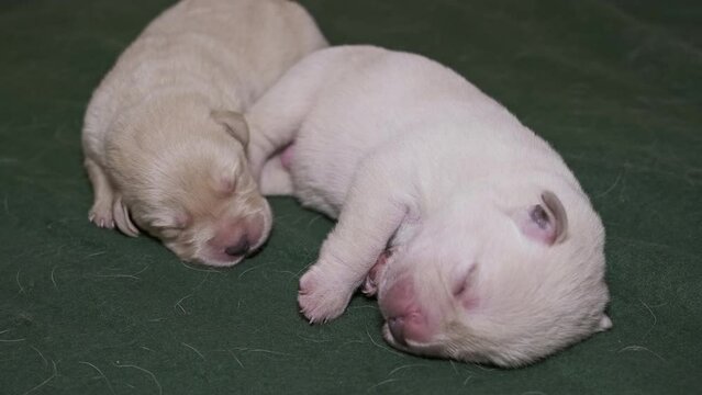Newborn yellow labrador puppy dog sleeping, 4k