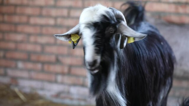 Black horned goat eats feed in the barn