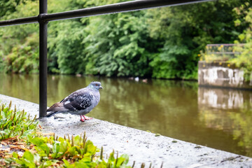 A pidgeon watching the river