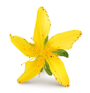 saint john's wort or Hypericum flowers isolated on white background