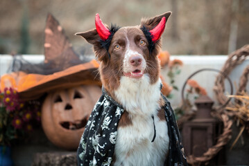 red-and-white border collie dog in a carnival costume sits against the background of Halloween...