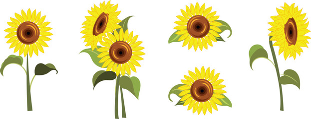 Group of blooming sunflowers. Vector flat material design isolated on white.