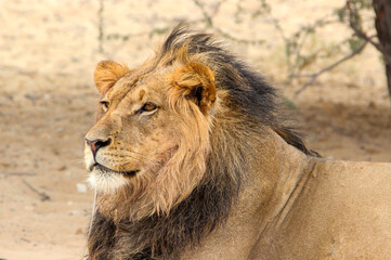Male lion with black mane, Kgalagadi, Kalahari 