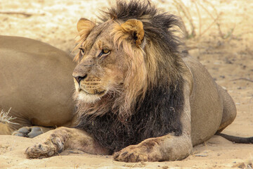 Male lion with black mane, Kgalagadi, Kalahari 