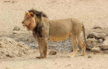 Male Lion with full belly, Kgalagadi, Kalahari