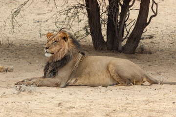 Male lion with black mane, Kgalagadi, Kalahari 