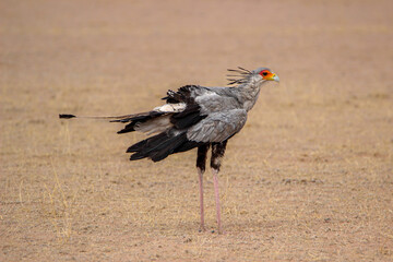 Secretarybird (Sagittarius serpentarius), Kgalagadi, Kalahari