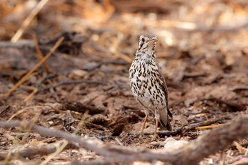 Groundscraper Thrush, Kgalagadi, Kalahari