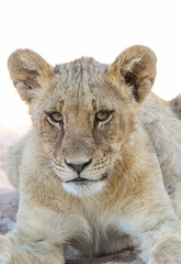 Young lion portrait, Kgalagadi, Kalahari