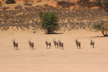 Fototapeta na wymiar Gemsbok or Oryx in the Kgalagadi, Kalahari