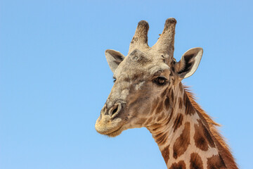 Giraffe in the Kgalagadi Transfrontier Park, Kalahari 