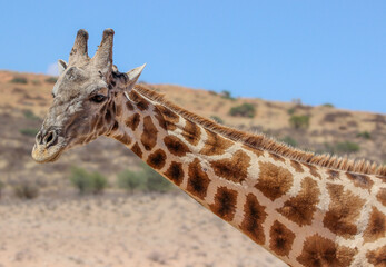 Giraffe in the Kgalagadi Transfrontier Park, Kalahari 