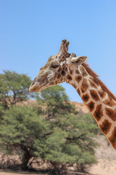 Giraffe in the Kgalagadi Transfrontier Park, Kalahari © Kim