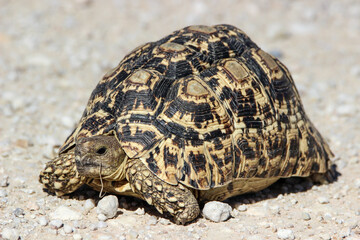 Leopard Tortoise (Stigmochelys pardalis), Kgalagadi, Kalahari