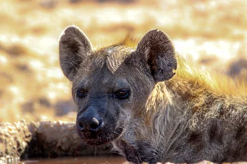 Rolgordijnen Spotted Hyena (Crocuta crocuta), Kgalagadi, Kalahari © Kim