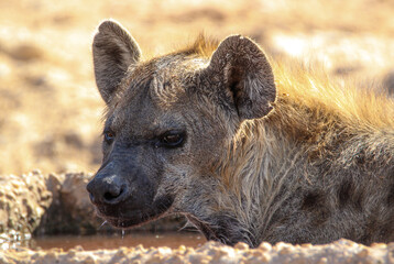 Spotted Hyena (Crocuta crocuta), Kgalagadi, Kalahari