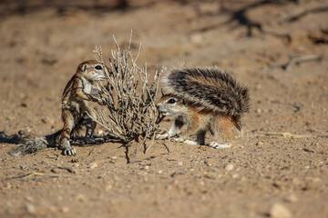 Cape Ground Squirrel, Kgalagadi, Kalahari 